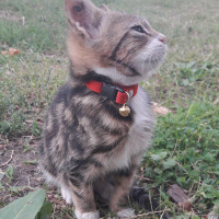 Tekir Kedi, Kedi  Boncuk fotoğrafı