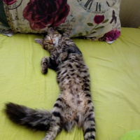 Maine Coon, Kedi  pamuk fotoğrafı