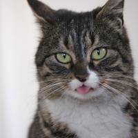 Maine Coon, Kedi  Vaşak fotoğrafı