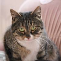 Maine Coon, Kedi  Vaşak fotoğrafı
