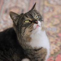 Maine Coon, Kedi  Vaşak fotoğrafı