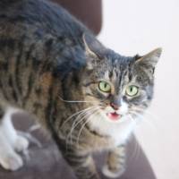 Maine Coon, Kedi  Vaşak fotoğrafı