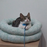 Tekir Kedi, Kedi  Çakıl fotoğrafı