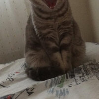 Scottish Fold, Kedi  gümüş fotoğrafı