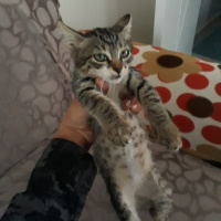 Tekir Kedi, Kedi  çıma fotoğrafı