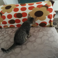 Tekir Kedi, Kedi  çıma fotoğrafı