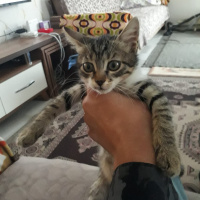 Tekir Kedi, Kedi  çıma fotoğrafı