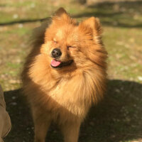 Pomeranyalı, Köpek  Badem fotoğrafı