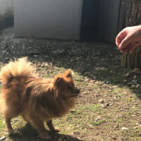 Pomeranyalı, Köpek  Badem fotoğrafı