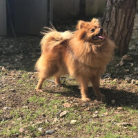 Pomeranyalı, Köpek  Badem fotoğrafı