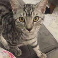 Tekir Kedi, Kedi  Oscar fotoğrafı