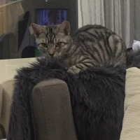 Tekir Kedi, Kedi  Oscar fotoğrafı