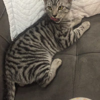 Tekir Kedi, Kedi  Oscar fotoğrafı
