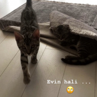 Tekir Kedi, Kedi  Oscar fotoğrafı