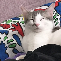 Tekir Kedi, Kedi  Pakizem fotoğrafı