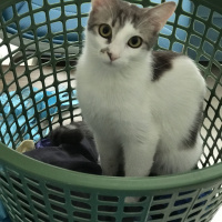 Tekir Kedi, Kedi  Pakizem fotoğrafı
