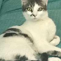 Tekir Kedi, Kedi  Pakizem fotoğrafı