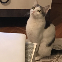 Tekir Kedi, Kedi  Pakizem fotoğrafı