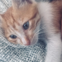 Tekir Kedi, Kedi  Mişa fotoğrafı