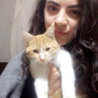 Tekir Kedi, Kedi  Mişa fotoğrafı