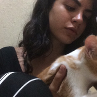 Tekir Kedi, Kedi  Mişa fotoğrafı