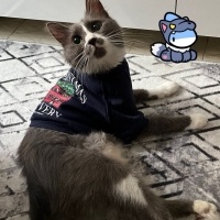 Tekir Kedi, Kedi  Molly fotoğrafı