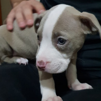 Amerikan Pitbull Terrier, Köpek  Dişi Silver amerikan pitbull terrier fotoğrafı