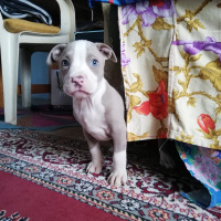 Amerikan Pitbull Terrier, Köpek  Dişi Silver amerikan pitbull terrier fotoğrafı