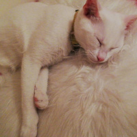 Van Kedisi, Kedi  Şeker fotoğrafı
