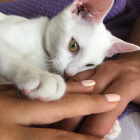 Van Kedisi, Kedi  Şeker fotoğrafı