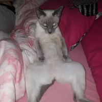 Siyam Kedisi, Kedi  Venüs fotoğrafı