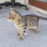 Tekir Kedi, Kedi  sımarık ve boncuk fotoğrafı