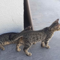Tekir Kedi, Kedi  sımarık ve boncuk fotoğrafı