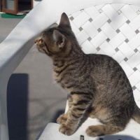 Tekir Kedi, Kedi  sımarık ve boncuk fotoğrafı
