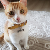 Sarman, Kedi  Minno fotoğrafı