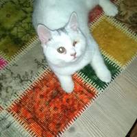 British Shorthair, Kedi  Salep fotoğrafı