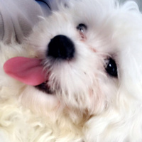 Maltese, Köpek  Puffy fotoğrafı