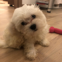 Maltese, Köpek  Puffy fotoğrafı