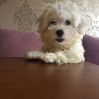 Maltese, Köpek  Puffy fotoğrafı