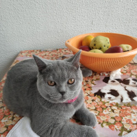 British Shorthair, Kedi  karamel fotoğrafı