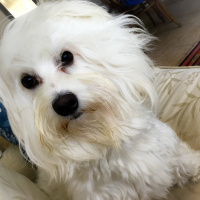 Maltese, Köpek  Joy fotoğrafı