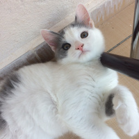 Bengal, Kedi  Ceku fotoğrafı
