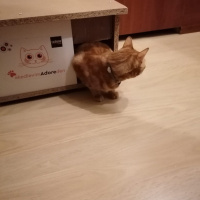 Sarman, Kedi  Saruman fotoğrafı