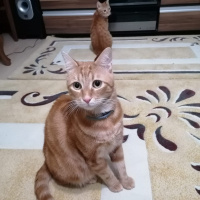 Sarman, Kedi  Saruman fotoğrafı