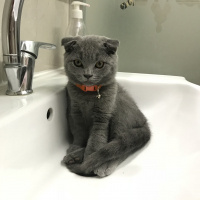 Scottish Fold, Kedi  Sis fotoğrafı