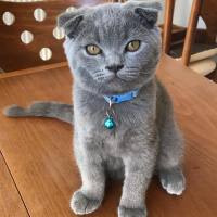 Scottish Fold, Kedi  Sis fotoğrafı