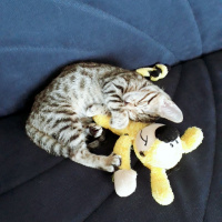 Tekir Kedi, Kedi  Duman fotoğrafı
