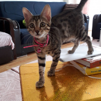 Tekir Kedi, Kedi  Duman fotoğrafı