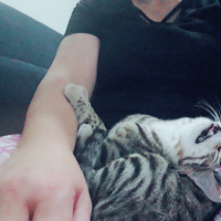 Tekir Kedi, Kedi  Duman fotoğrafı
