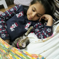 Tekir Kedi, Kedi  Duman fotoğrafı